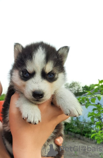 Photo №1. siberian husky - for sale in the city of Тавда | 68$ | Announcement № 10592