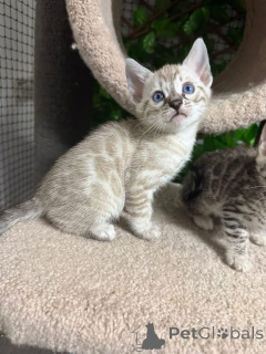 Photo №1. bengal cat - for sale in the city of Horgen | 706$ | Announcement № 152759