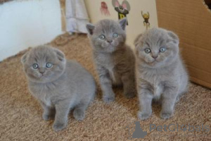 Photo №1. scottish fold - for sale in the city of Sofia | negotiated | Announcement № 97209