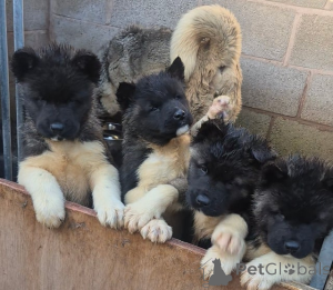 Photo №1. akita - for sale in the city of Gështenjas | 350$ | Announcement № 161319
