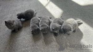 Photo №1. british shorthair - for sale in the city of Wiesbaden | 370$ | Announcement № 108607