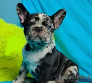 Photo №1. french bulldog - for sale in the city of Sundsvall | 423$ | Announcement № 126602