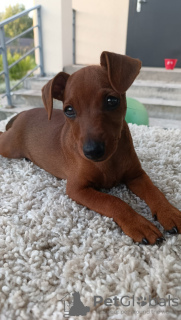 Photo №4. I will sell miniature pinscher in the city of Minsk. private announcement - price - negotiated