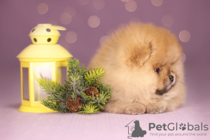 Photo №2 to announcement № 32573 for the sale of german spitz - buy in Belarus from nursery