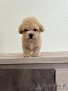 Photo №1. non-pedigree dogs - for sale in the city of Borisov | negotiated | Announcement № 166826