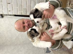 Additional photos: Caucasian Shepherd puppies