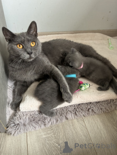 Photo №1. chartreux - for sale in the city of Brussels | Is free | Announcement № 174028