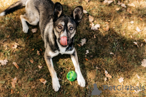 Additional photos: Cedric is a gentleman straight out of the pages of a science fiction novel!