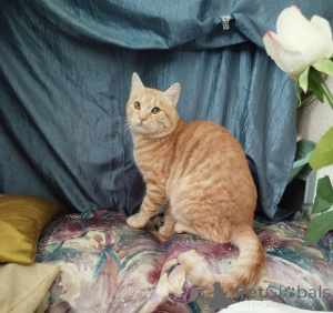 Photo №2 to announcement № 176546 for the sale of  - buy in Belarus 