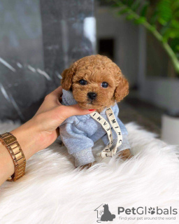 Photo №2 to announcement № 111269 for the sale of poodle (toy) - buy in United States breeder