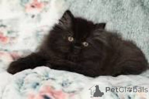 Photo №2 to announcement № 172701 for the sale of british longhair - buy in Belgium private announcement, breeder