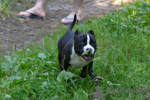 Photo №2 to announcement № 147529 for the sale of american bully - buy in Russian Federation from nursery