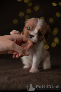 Photo №4. I will sell cavalier king charles spaniel in the city of Berlin. from nursery, breeder - price - 4140$