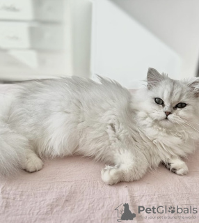 Photo №1. persian cat - for sale in the city of Laredo | 250$ | Announcement № 102799