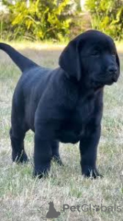 Photo №2 to announcement № 166101 for the sale of labrador retriever - buy in United Kingdom private announcement, breeder