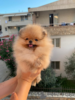 Photo №2 to announcement № 62691 for the sale of pomeranian - buy in Croatia from nursery