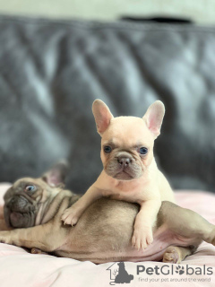 Photo №3. Vet checked French Bulldog puppies for sale. Germany