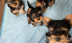 Photo №2 to announcement № 160036 for the sale of yorkshire terrier - buy in Romania private announcement