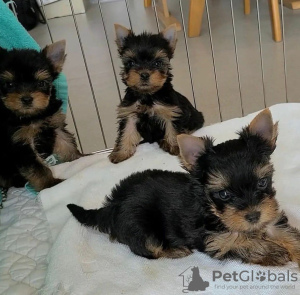 Photo №1. non-pedigree dogs - for sale in the city of Jersey City | 750$ | Announcement № 36933