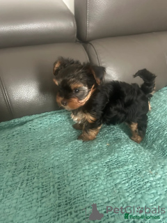 Photo №1. yorkshire terrier - for sale in the city of Munich | 310$ | Announcement № 154776