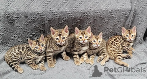 Photo №1. bengal cat - for sale in the city of Berlin | negotiated | Announcement № 117746