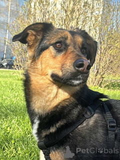 Photo №2 to announcement № 168474 for the sale of non-pedigree dogs - buy in Russian Federation private announcement
