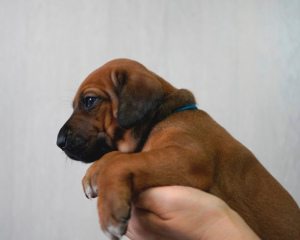 Photo №4. I will sell rhodesian ridgeback in the city of Уфа. from nursery - price - Negotiated