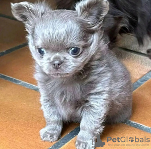 Photo №2 to announcement № 132007 for the sale of chihuahua - buy in Netherlands breeder