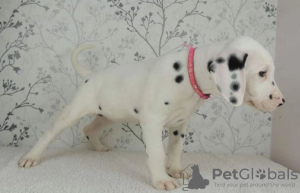 Photo №3. Dalmatian Puppies For Sale. Germany