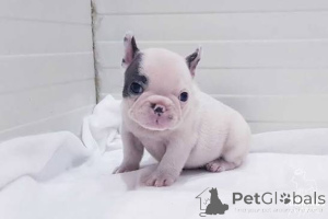 Photo №3. French Bulldogs Puppies For Sell. Austria