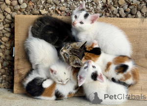 Photo №1. american shorthair - for sale in the city of Bruil | 361$ | Announcement № 177959