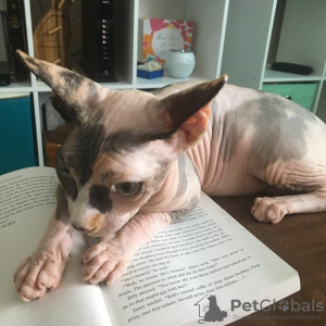 Photo №1. sphynx cat - for sale in the city of Canberra | 780$ | Announcement № 25622
