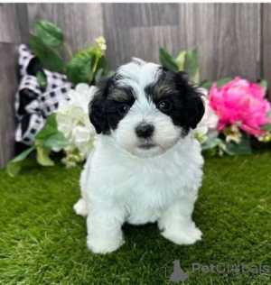 Photo №1. havanese dog - for sale in the city of Manila | negotiated | Announcement № 51500