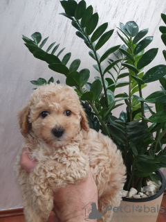 Photo №1. poodle (dwarf) - for sale in the city of Belgrade | 634$ | Announcement № 124057