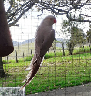 Photo №1. singapura cat - for sale in the city of Bregenz | 141$ | Announcement № 144456