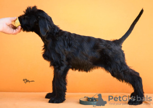 Photo №3. Giant Schnauzer Puppies. Serbia