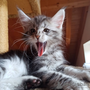 Photo №1. maine coon - for sale in the city of Дитрамсцелль | 800$ | Announcement № 19799