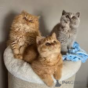 Photo №1. british longhair - for sale in the city of Helsinki | 599$ | Announcement № 164072