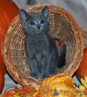 Photo №1. russian blue - for sale in the city of OULU | 506$ | Announcement № 168919