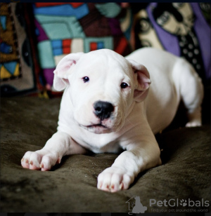 Photo №4. I will sell dogo argentino in the city of Москва. private announcement - price - negotiated