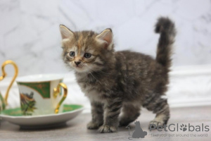 Photo №1. siberian cat - for sale in the city of Антверпен | 211$ | Announcement № 123522