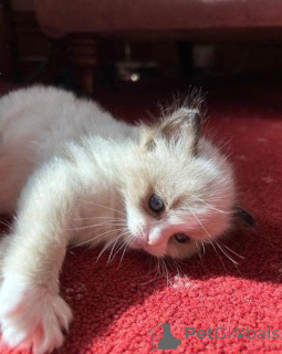 Photo №1. ragdoll - for sale in the city of London Borough of Camden | negotiated | Announcement № 176226