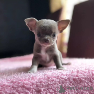 Photo №1. chihuahua - for sale in the city of Washington | 1000$ | Announcement № 168176