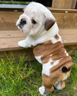 Photo №2 to announcement № 168420 for the sale of english bulldog - buy in Ireland 