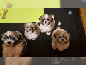 Photo №1. shih tzu - for sale in the city of Rothenburg ob der Tauber | Is free | Announcement № 130195