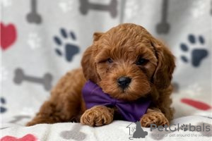 Photo №3. Beautiful Cavapoo Puppies For free adoption. Germany