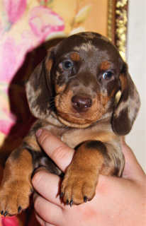 Photo №2 to announcement № 2489 for the sale of dachshund - buy in Russian Federation from nursery