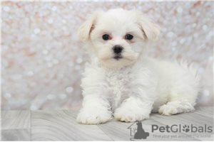 Photo №1. maltese dog - for sale in the city of Berlin | negotiated | Announcement № 115863