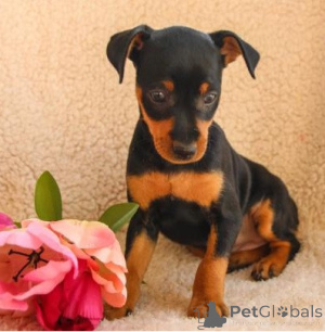 Photo №1. miniature pinscher - for sale in the city of Warsaw | negotiated | Announcement № 175845