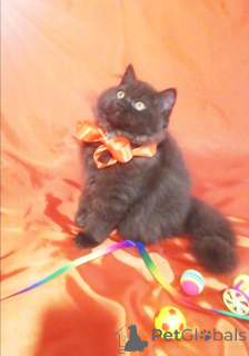 Photo №1. british longhair - for sale in the city of Minsk | 500$ | Announcement № 156662